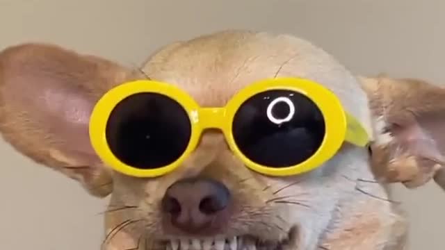 Hilarious doggy sits in a very distinguished manner. Funny style