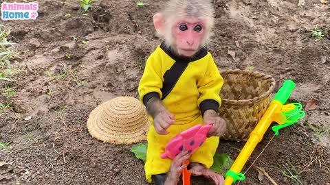 monkey doing house hold works