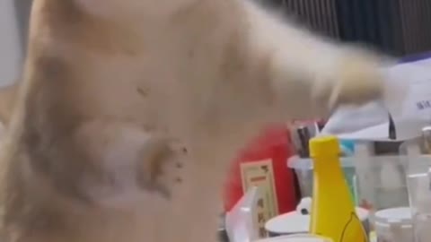 Tease the cat, look how cute it is!