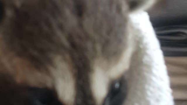 Baby Racoon
