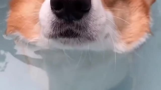 Look at this cute floating dog