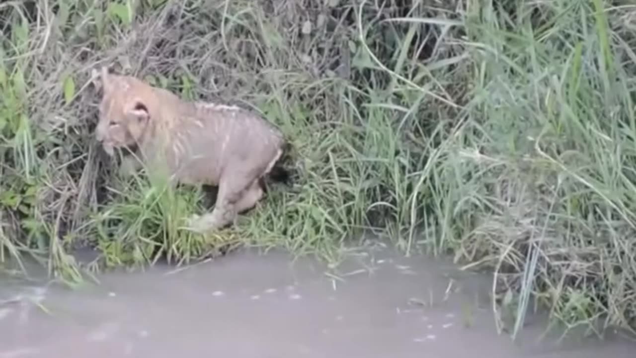 Lions teach her babies