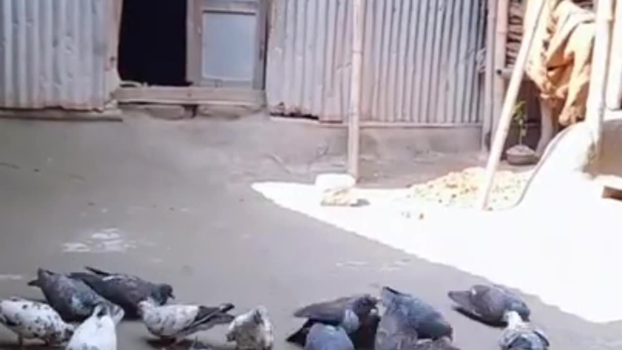 English Beautiful Pigeon and English song / Best quality video