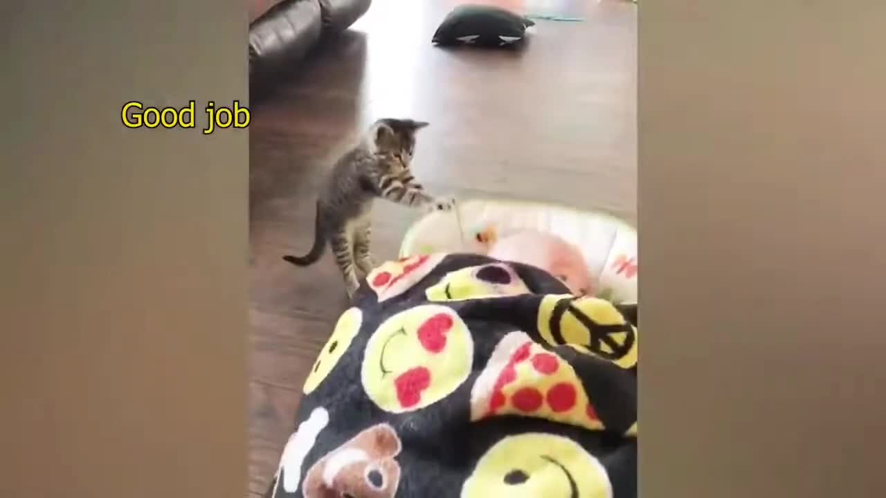 Baby VS Cat funny video_ part-7_(720HD).mp4