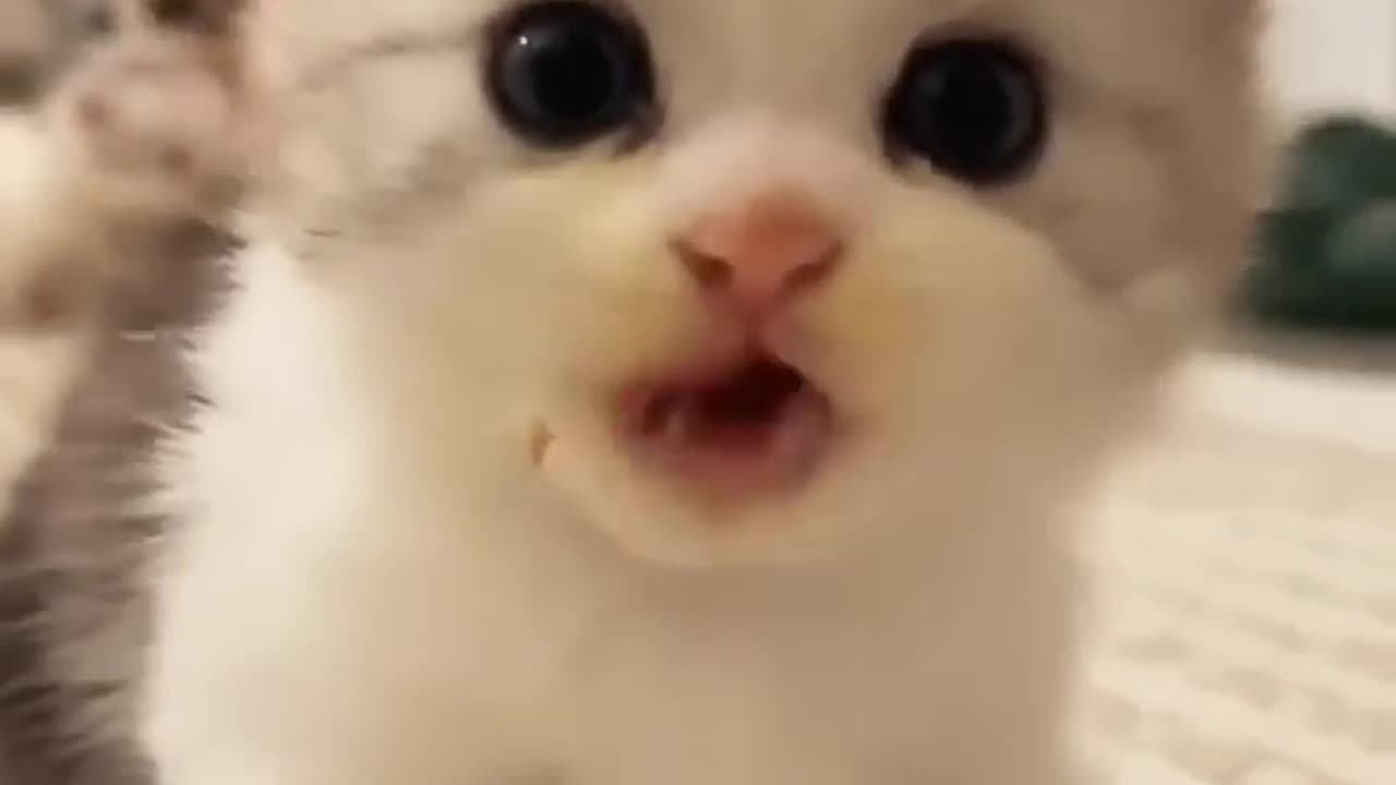 New video of cute little cats Oh my God, look at the beauty of the cats😍🥰😘🥺