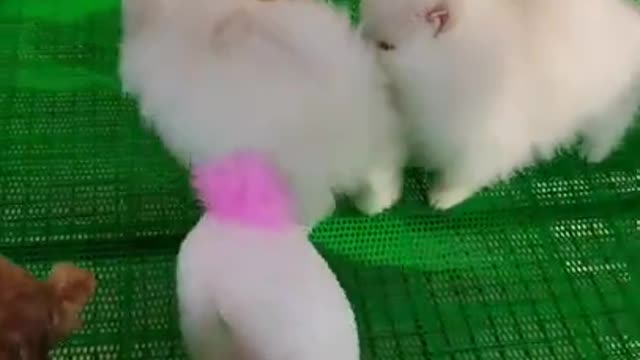 #Funniest Animals Real 😹 - Best Of The 2020 #Funny Animals Videos - Try Not To Laugh #comedy #shorts