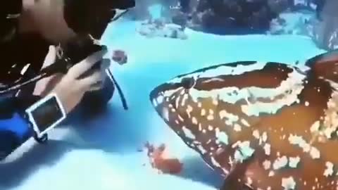 This is a beautiful and charming water-dwelling species