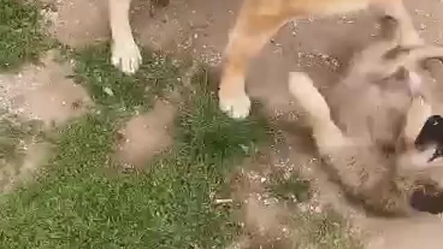 Stray puppy instantly becomes best friends with dog