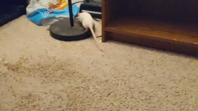 Ratt Damon runs the room.
