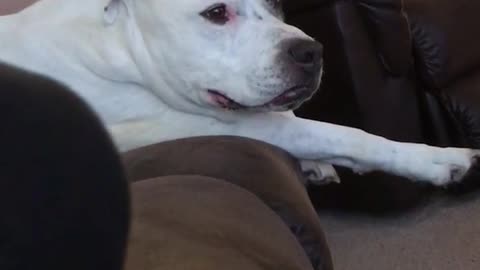 White dog sitting down on sofa sticking tongue out