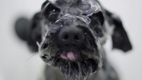 Young professional pet groomer washing black big dog's face with shampoo