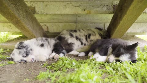 A trio of cute little puppies sleeps in the shade under a roof outside - closeup