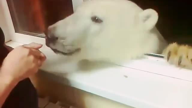 A polar bear eating from hands