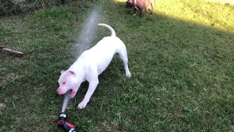 American Bully goes wild over garden hose