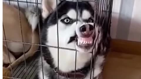 Funny faces of husky