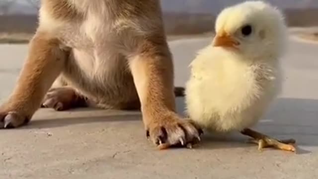 Cute 🥺 funny 🤣 dog 🐕 puppy playing with duck kids