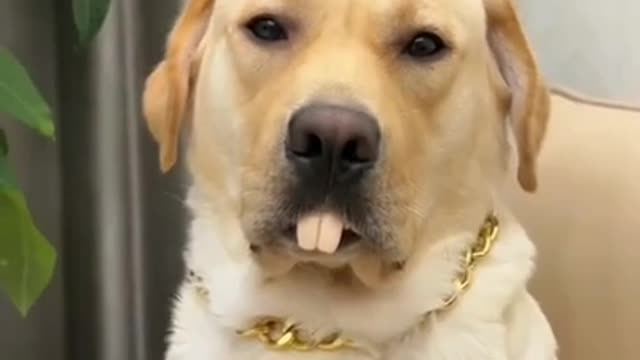 Comedy dog video, so beautiful video