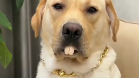 Comedy dog video, so beautiful video