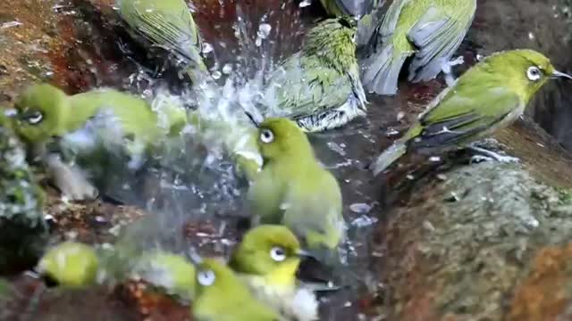 Beautiful birds bathing in the water.