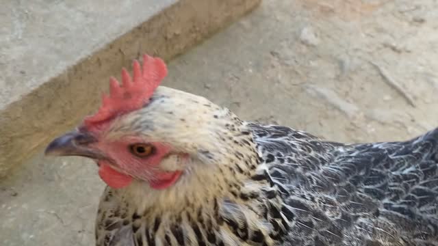 amazing hen