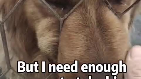 Pets lover