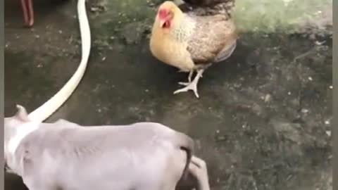 Chicken VS Dog Fight