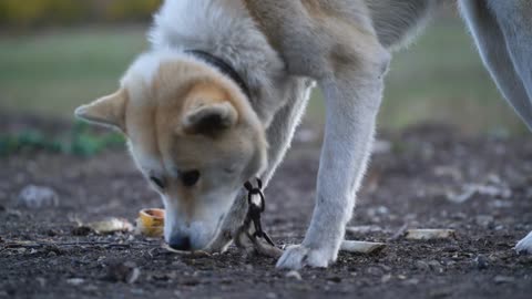 Akita Inu gnaws a bone outdoors