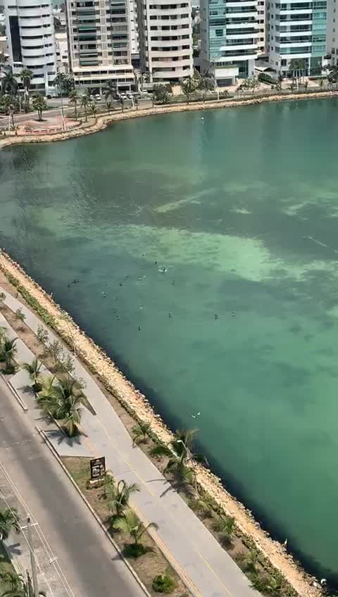 Patos nadando en la bahía