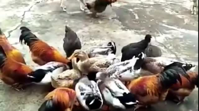 Chicken VS Dog Fight In Real Life