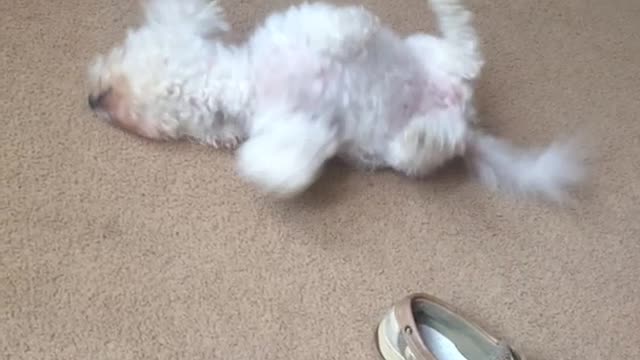 White dog massaging its back against carpet