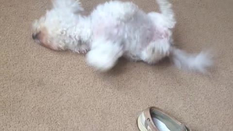 White dog massaging its back against carpet