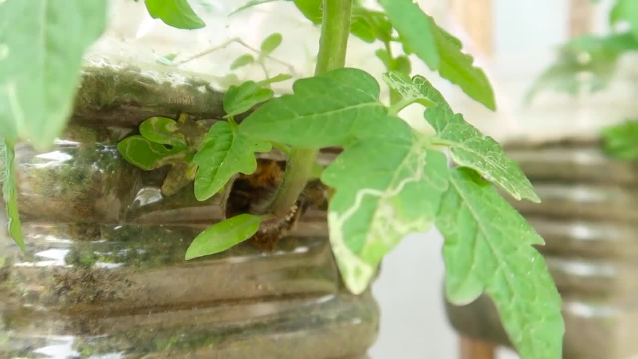 Growing Tomatoes at home is so easy and so many fruits