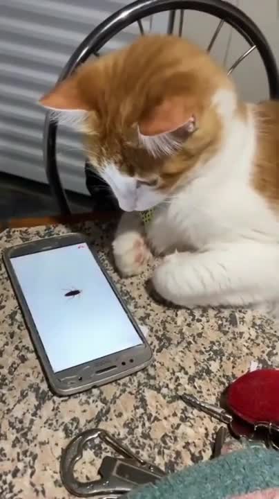 Best Of Cute Golden Retriever Puppies Compilation