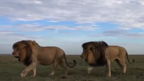 This awesome wildlife video is the compilation of beautiful animals