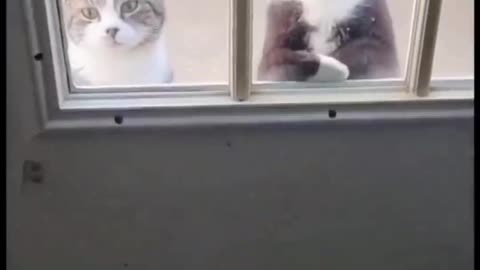 Very Bad Neighbors 😞 |viral | funny 🤧