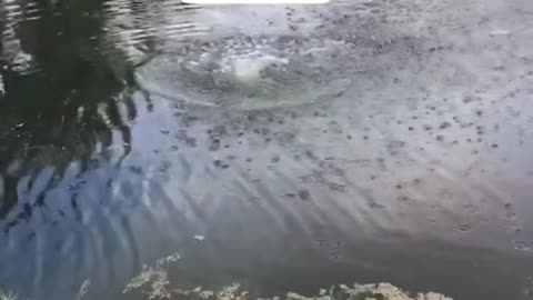 Saving the turtles