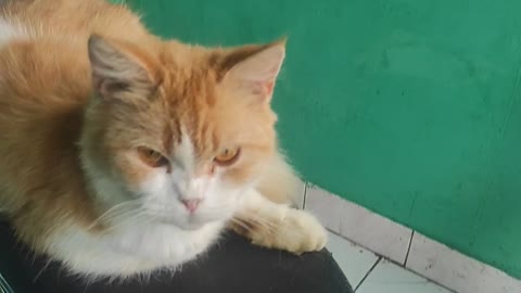 cute cat relaxing on motorbike