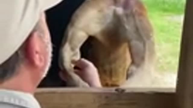 Crazy muscular kangaroo tries to arm wrestle Human.