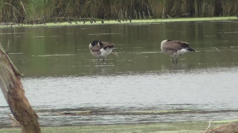 393 Toussaint Wildlife - Oak Harbor Ohio - Bathing To The Music