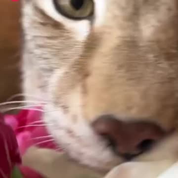 Beautiful wild cats 😍😍😊