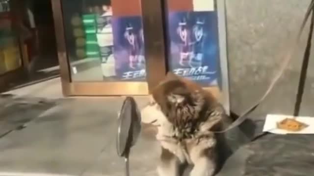 Waiting for someone special i guess 🤣❣️ Cute dog video #shorts