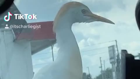 A Bird that Looks Like Donald Trump