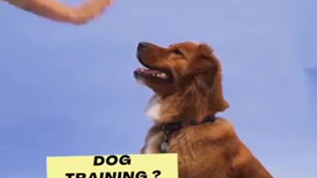 Dog training video