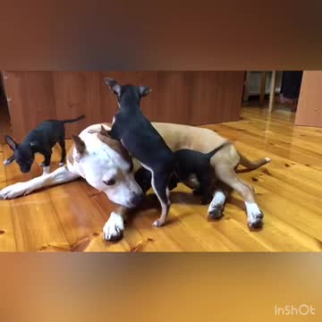 Amstaff and puppies Russian toy