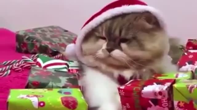 Funny cat in holiday