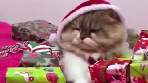 Funny cat in holiday