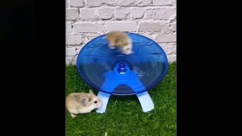 watch this pets, They are crazy, really Funny, and cute.