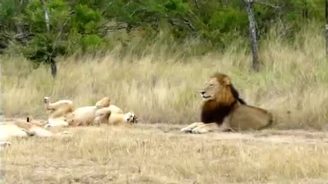 Lioness tried to lure a male Lion to mate!