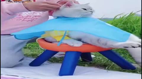 loves pettoys clever animals happy funny cute tiktok small girls dolphins peacocks live 2021 ..++