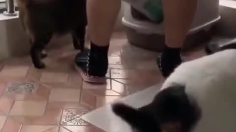 There is a demon cat in the house, don't laugh [3] # cat # suck cat # funny video